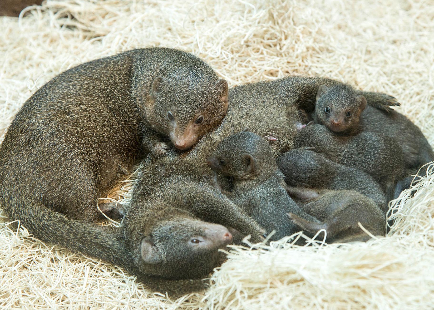  Five mongoose pups were born on May 20 at Brookfield Zoo. (Courtesy Chicago Zoological Society) 