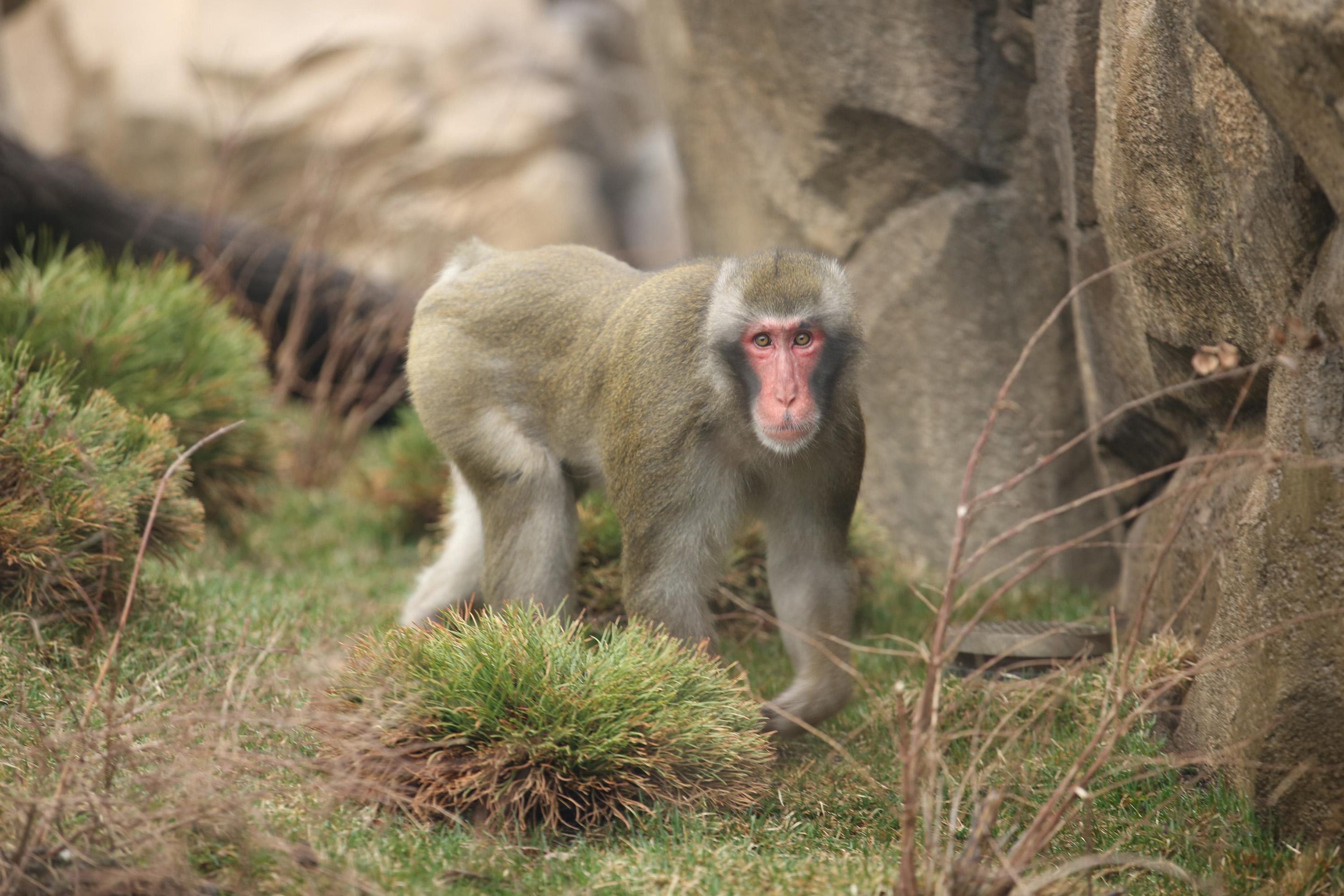 A paternity test revealed that Miyagi, one of three adult male Japanese macaques at Lincoln Park Zoo, is the sire of all four Japanese macaques born at the zoo since 2014. (Todd Rosenberg / Lincoln Park Zoo)
