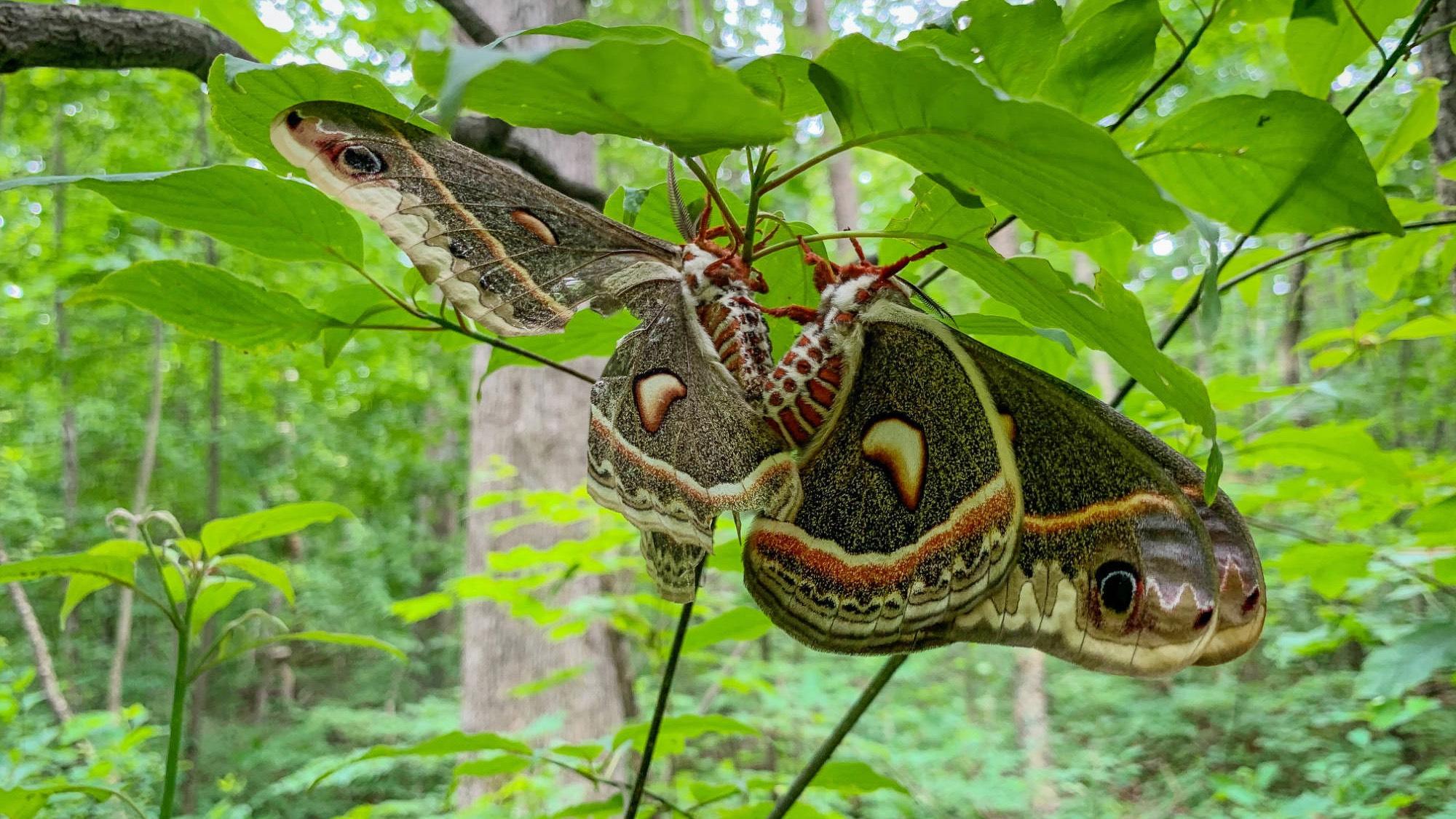 Cecropia moths, mating. Moth caterpillars are vital source of food for birds. (Courtesy of U.S. Fish and Wildlife Service)