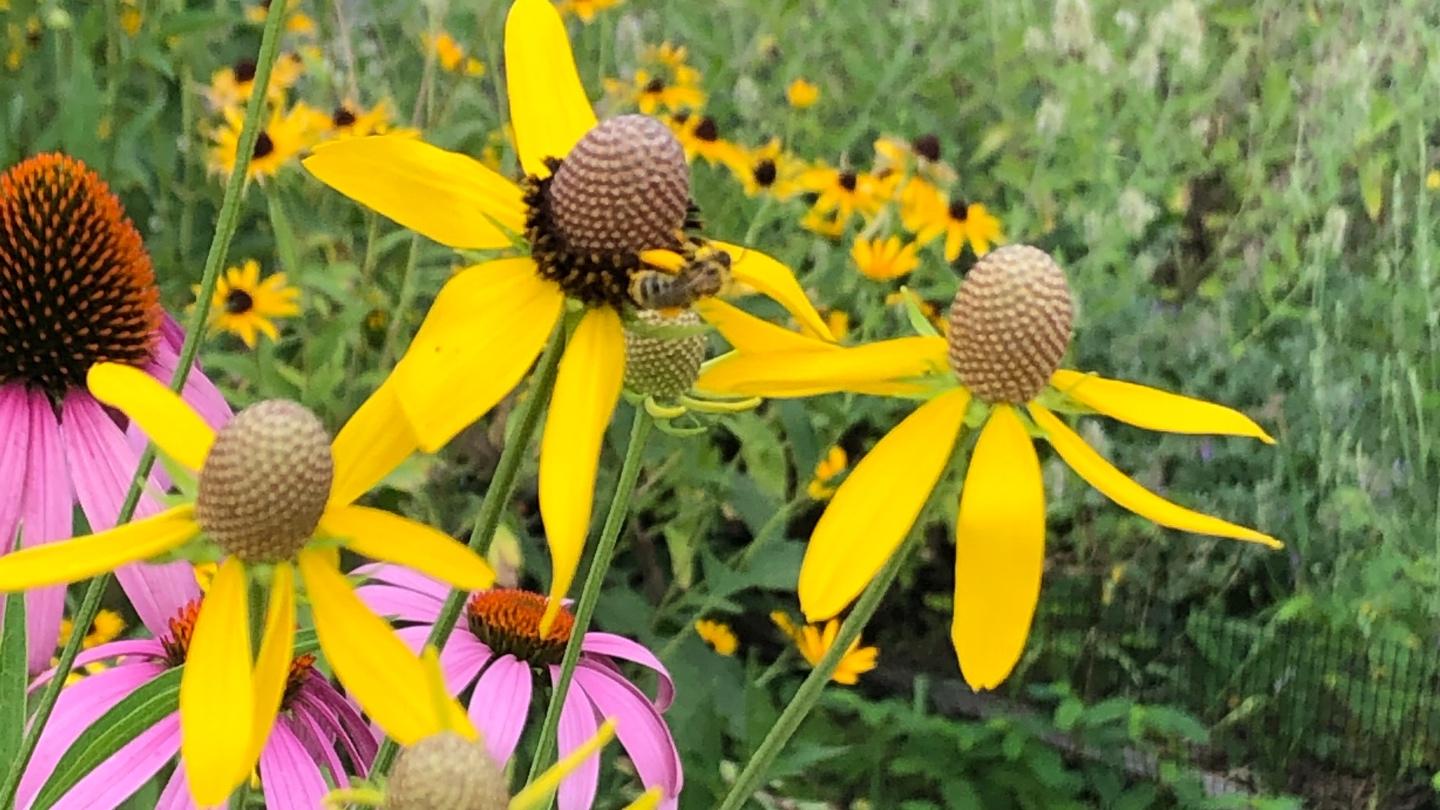 Natives aren’t a nuisance. Just ask bees. (Patty Wetli / WTTW News)