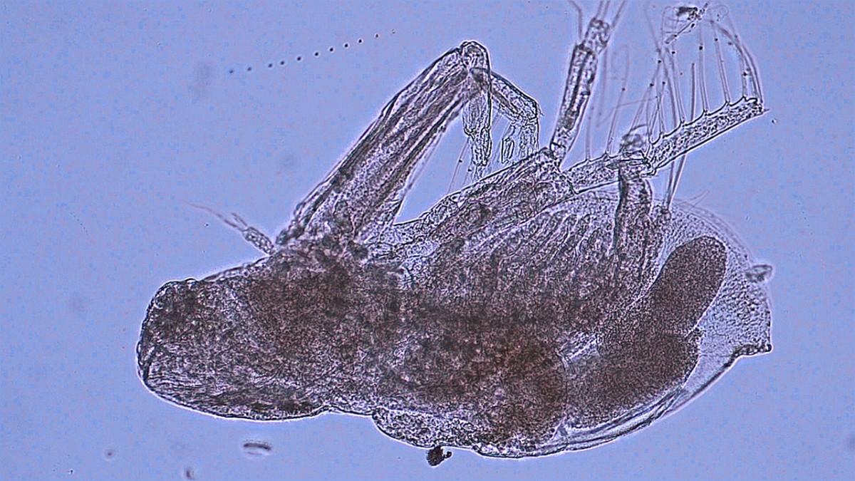 Scientists have announced the discovery of two new non-native species of zooplankton in the Great Lakes, including the cladoceran Diaphanosoma fluviatile, pictured here. (Elizabeth Whitmore and Joseph Connolly / Cornell University)