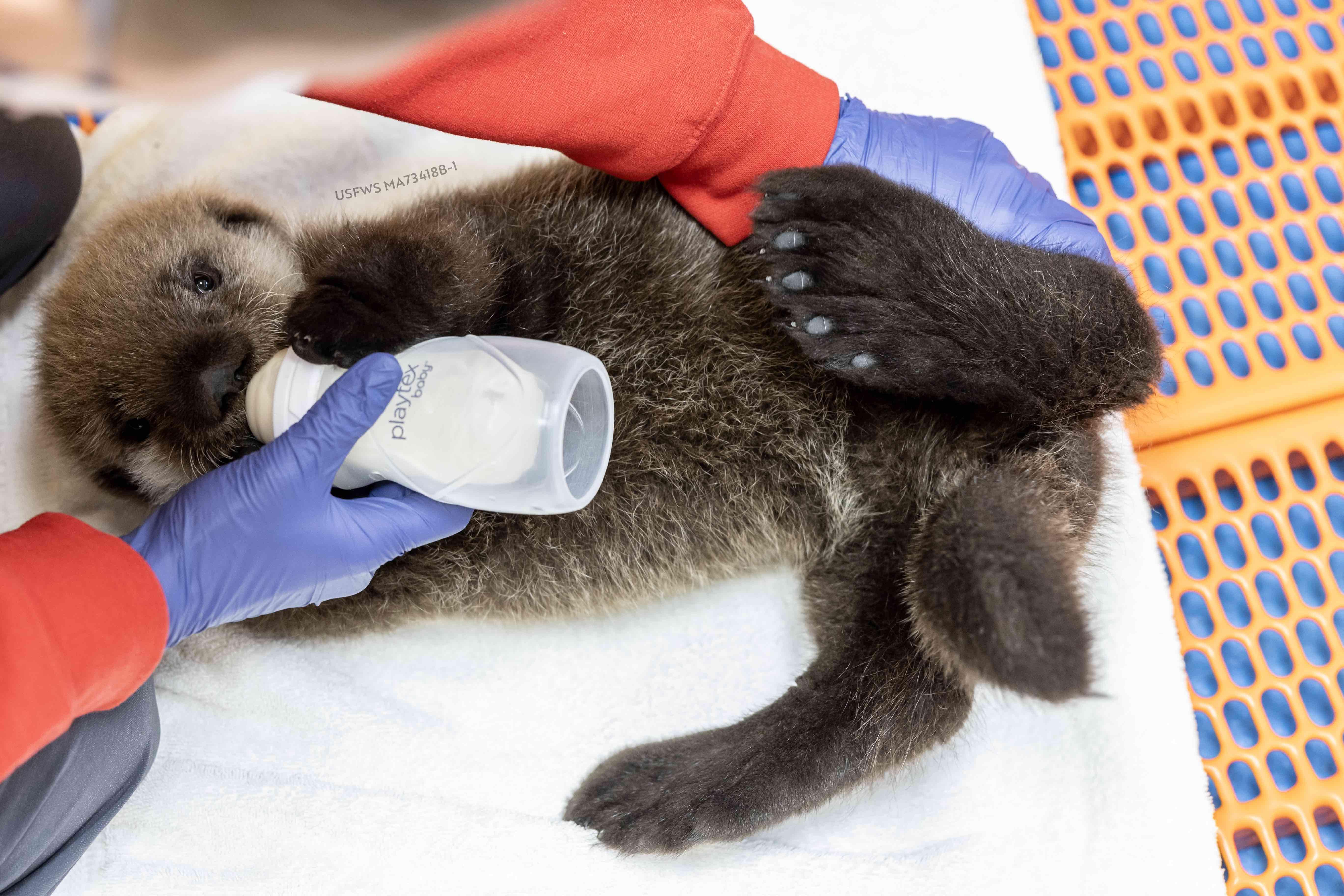 Otter pups are totally reliant on their mothers and require around-the-clock care, including feedings, when rescued. (Brenna Hernandez / Shedd Aquarium)