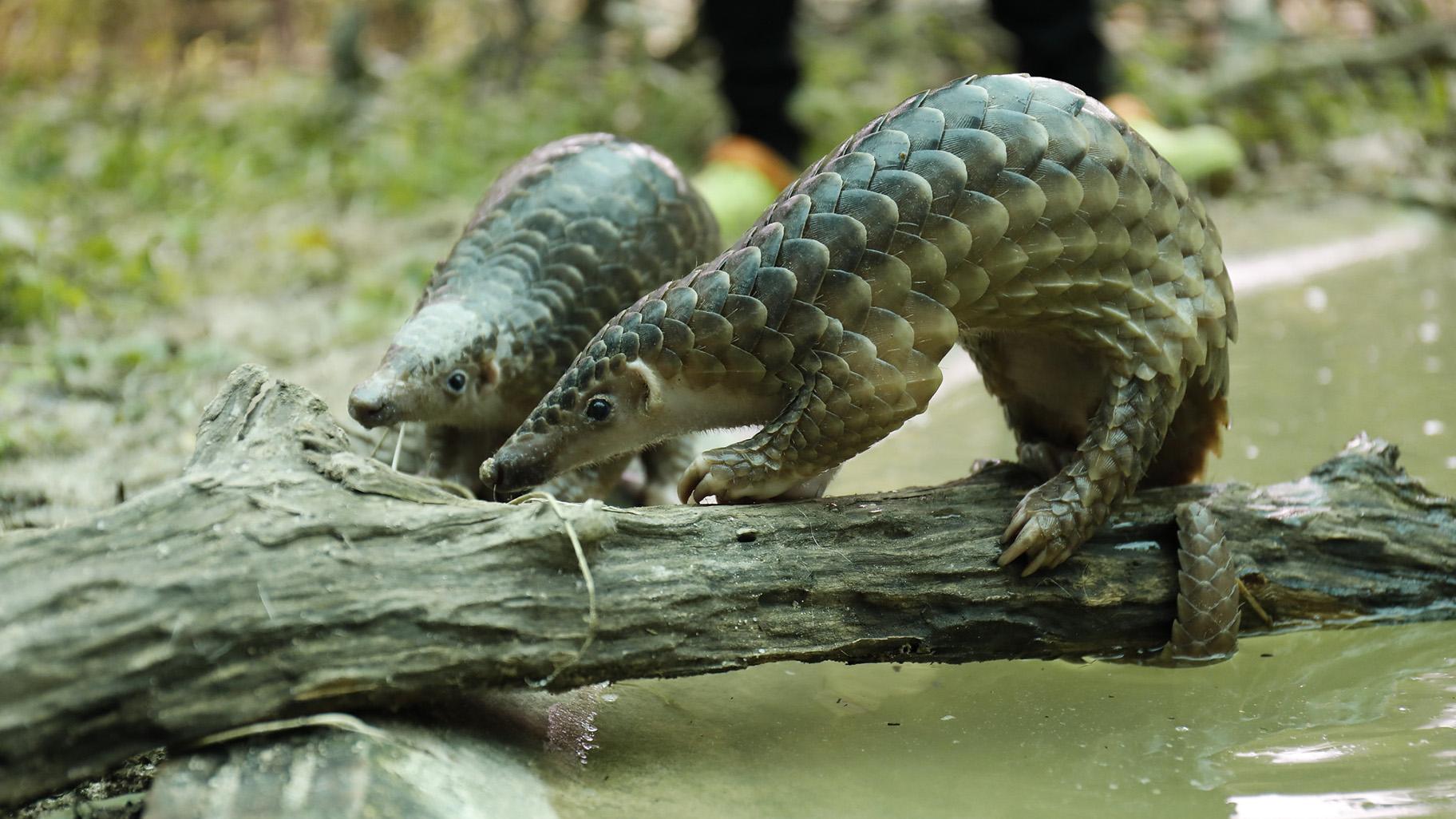Pangolins (USAid Asia / Flickr)