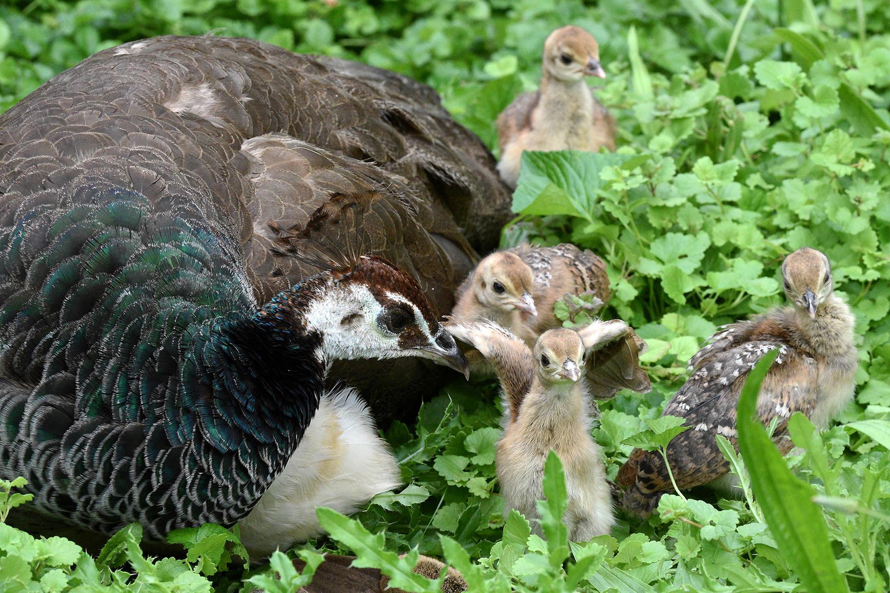 Peafowl chicks with mom Gouda at Brookfield Zoo (Courtesy Chicago Zoological Society) 