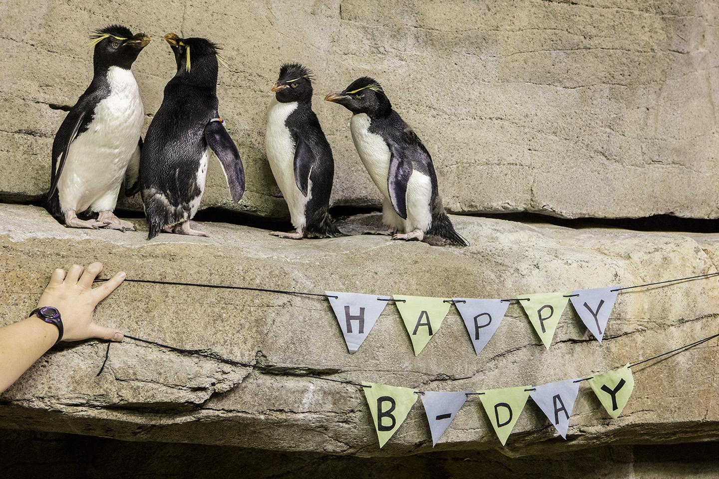 Four Rockhopper penguins at Shedd Aquarium are celebrating their 30th birthdays this month. They are the first penguins to turn 30 at the aquarium. (Brenna Hernandez / © Shedd Aquarium)