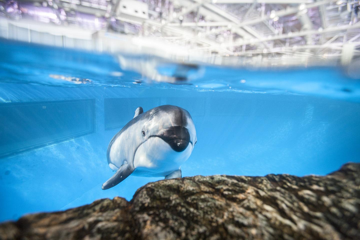 One of Shedd Aquarium’s Pacific white-sided dolphins, Piquet, is expected to give birth in the fall. (Brenna Hernandez / Shedd Aquarium) 
