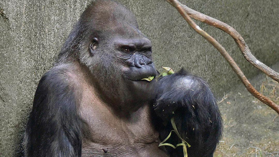 gorilla eating zoo arthritis platelet-rich plasma