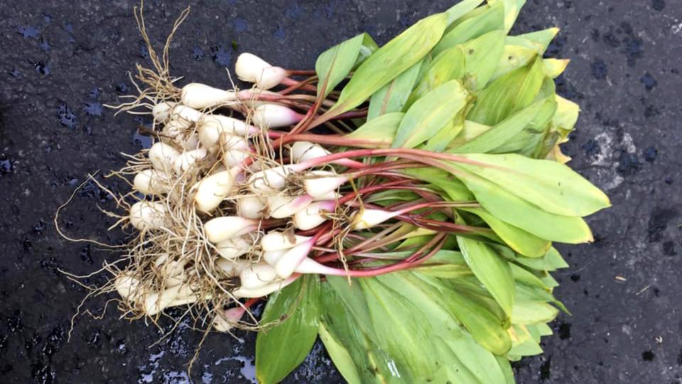 Ramps' pink coloring distinguishes the wild leek from other members of the allium family. (Gio Tramonto's Ramp It Up / Facebook)