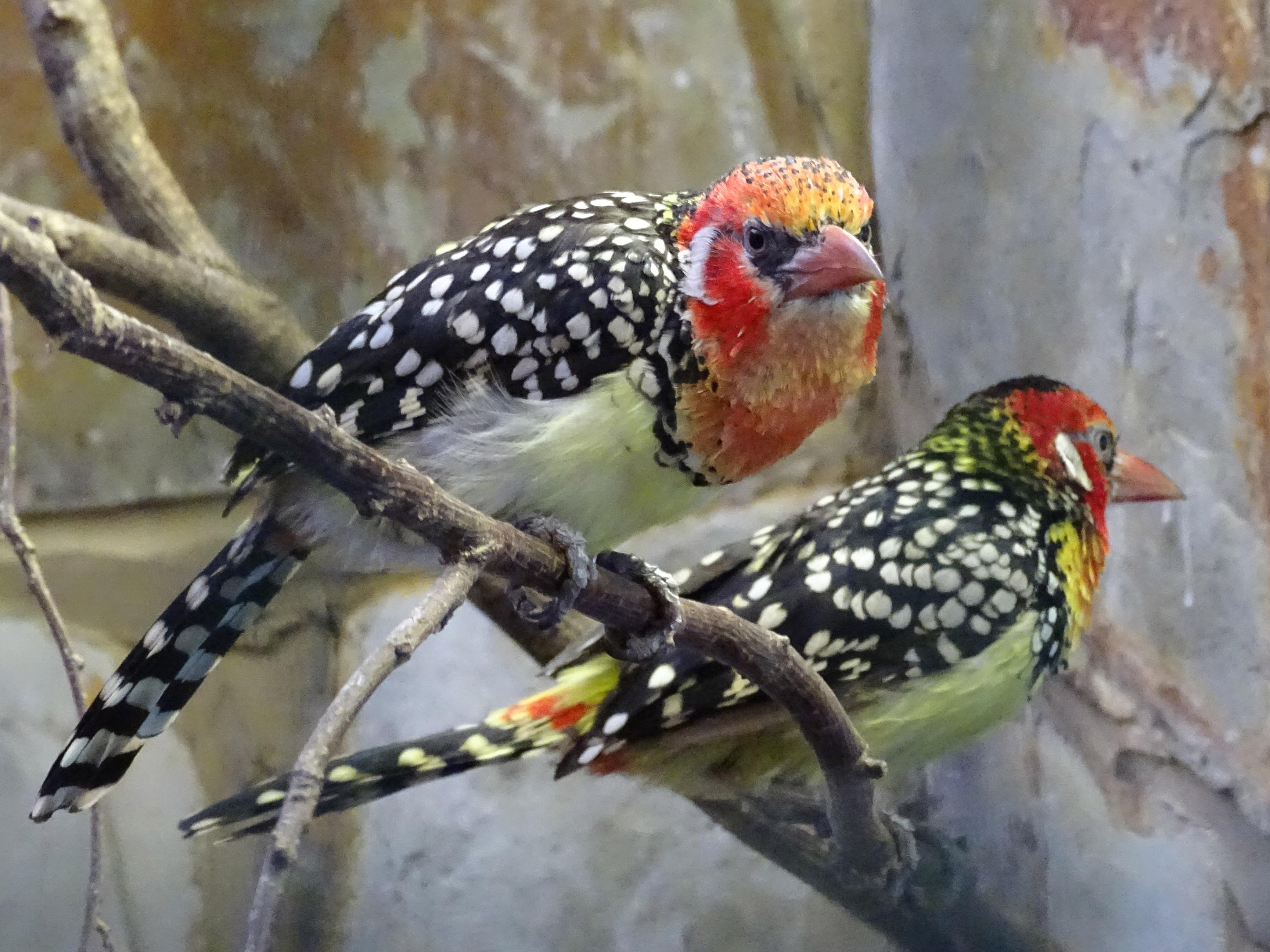 Red-and-yellow barbets at Birdworld in England. (SurreyJohn / Wikimedia Commons)