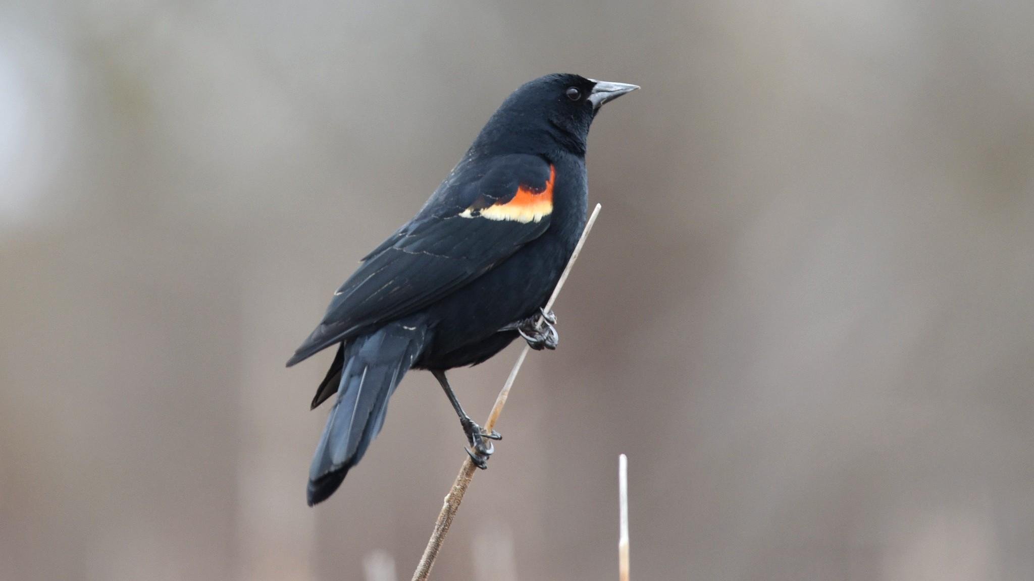 Male red-winged blackbirds arrive in Chicago in February to scope out the best breeding sites. (U.S. Fish and Wildlife Service Midwest Region)