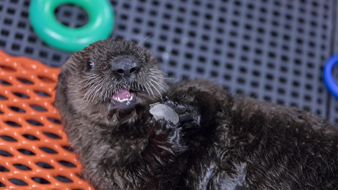 Odiak, a 3-week old Northern sea otter, was rescued in March. (Brenna Hernandez / © Shedd Aquarium)