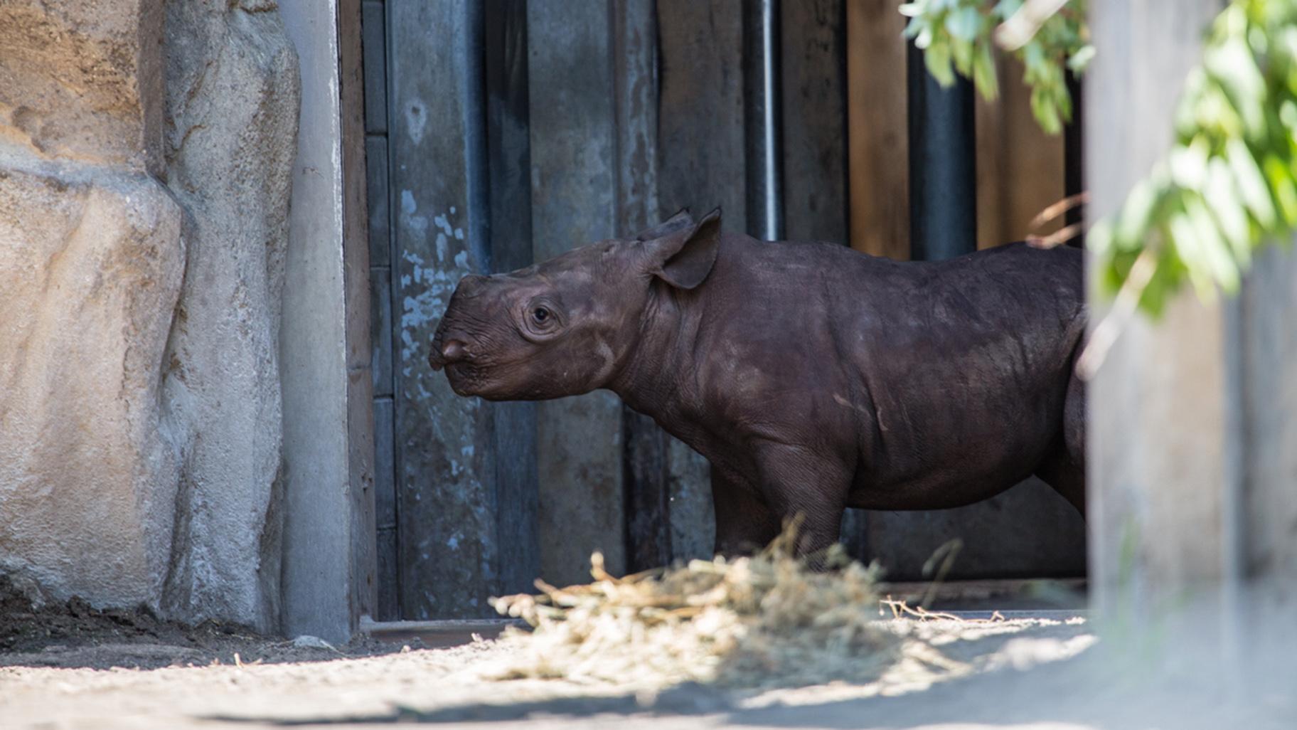A yet-to-be-named black rhino calf debuted June 19 at Lincoln Park Zoo. (Christopher Bijalba / Lincoln Park Zoo)