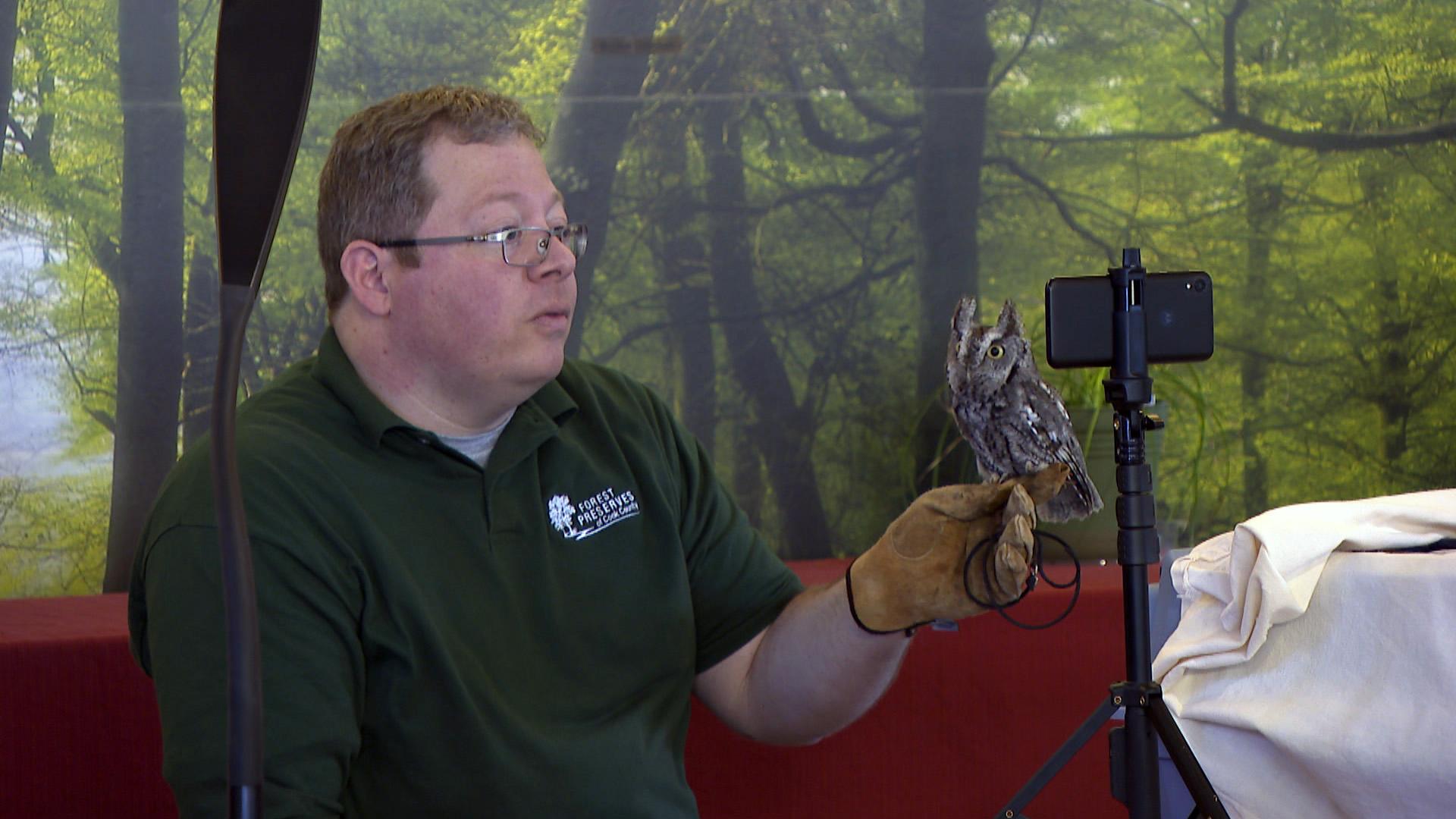 As part of the program “Two Owls and a Naturalist,” Cook County Forest Preserves naturalist Ryan DePauw broadcasts live via Facebook with a eastern screech owl, one of the smallest owls found in the region, at the River Trail Nature Center on Feb. 18, 2021. (WTTW News)