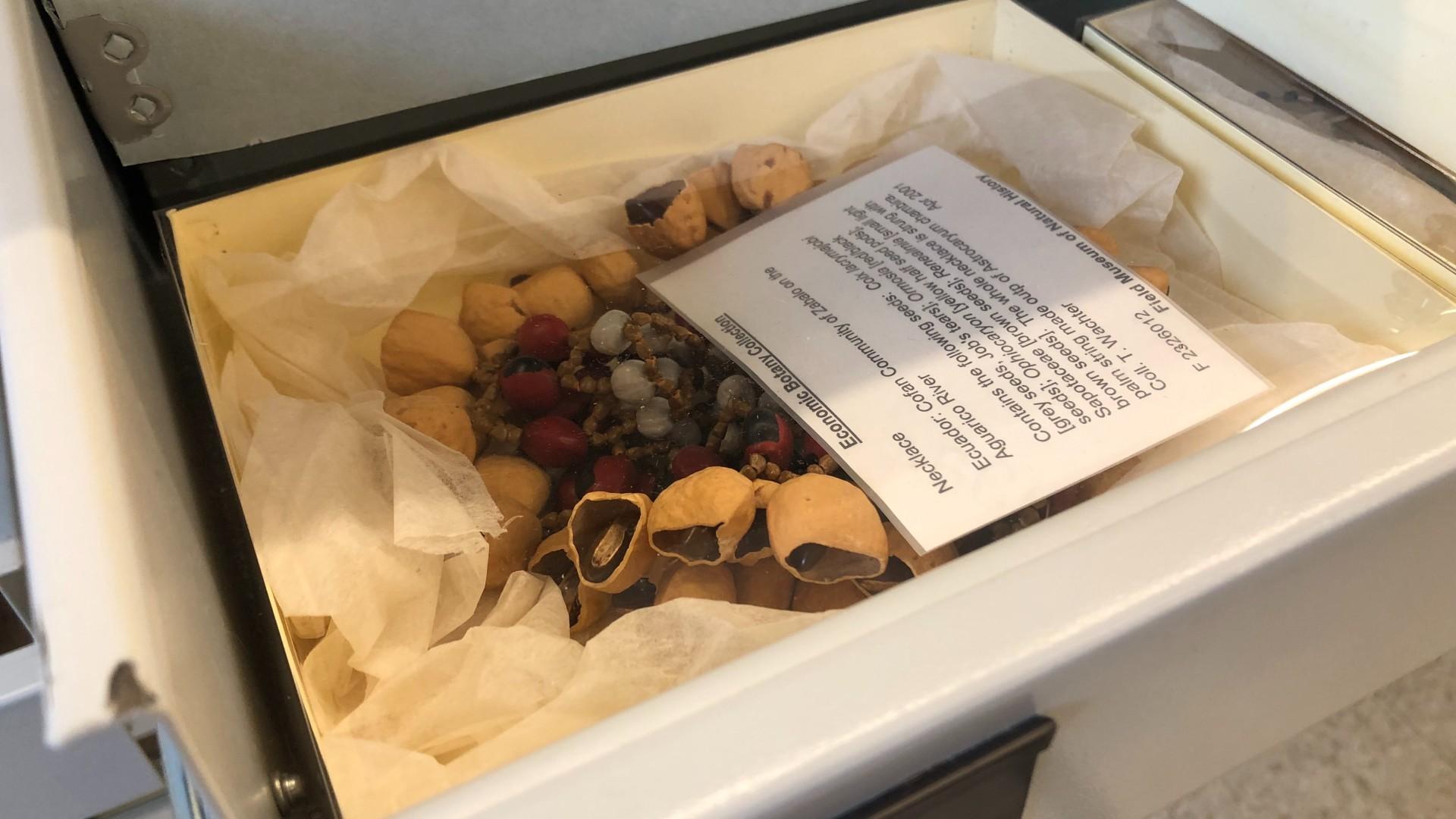 The Field Museum’s Economic Botany collection consists of objects that demonstrate the role plants play in the economy, like this necklace made from seeds. (Patty Wetli / WTTW News)