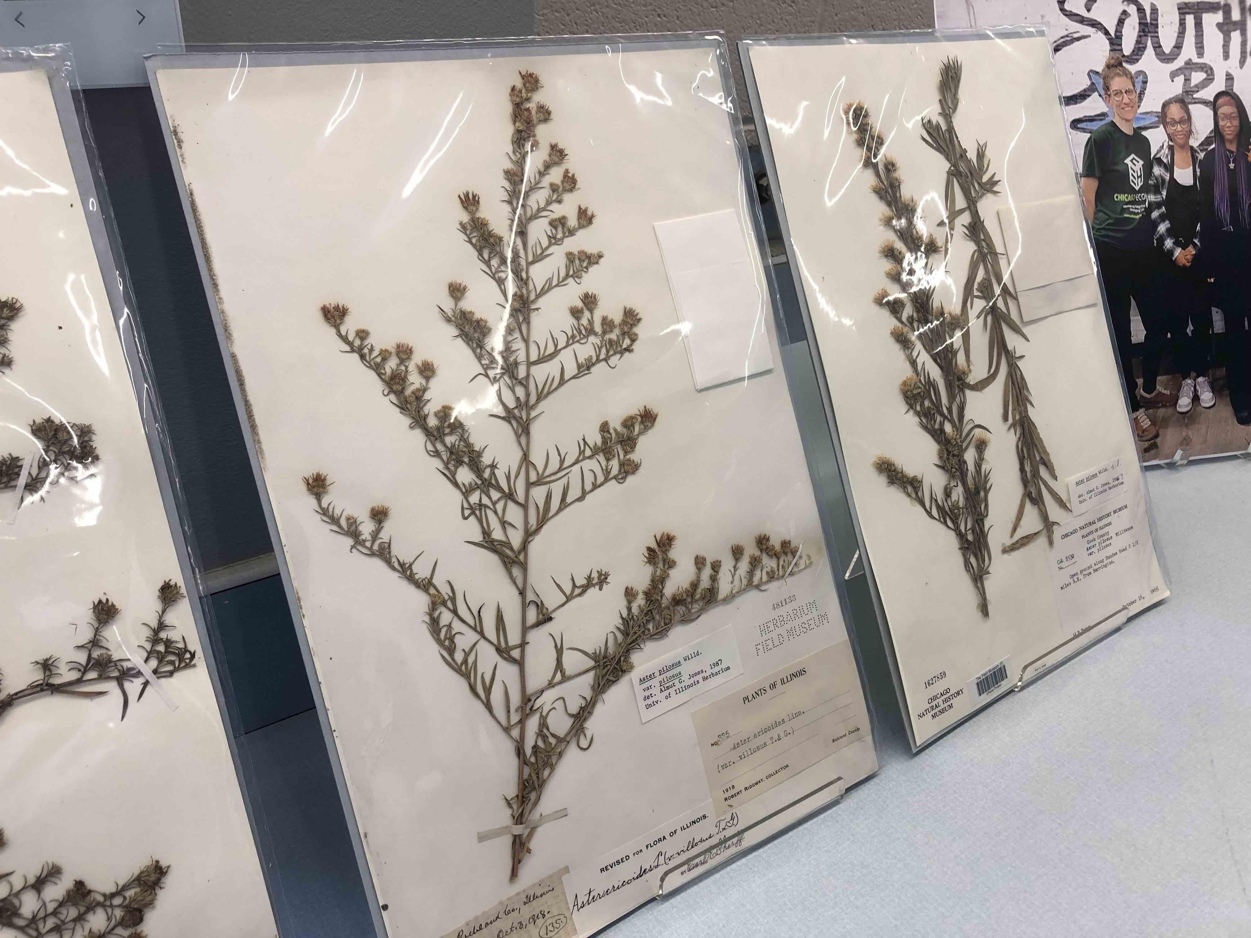 Pressed flower specimens from the Field’s collection that correspond to the ones in the Southside Blooms bouquet. (Patty Wetli / WTTW News)