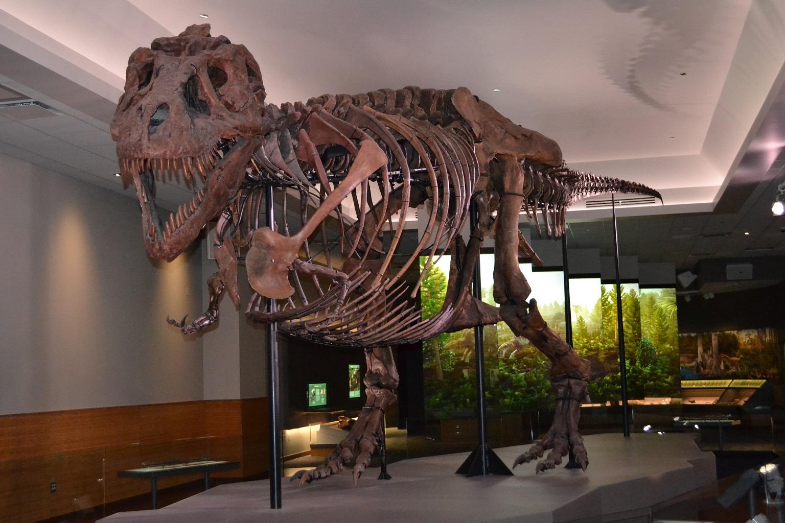 Sue the T. Rex inside a new “private suite” that opened in late 2018 at the Field Museum. (Alex Ruppenthal / WTTW News)