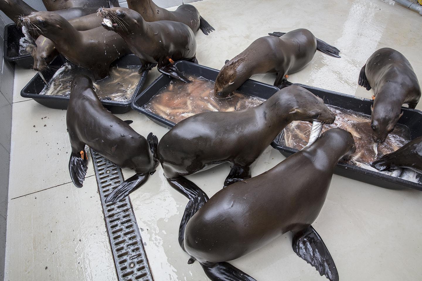Malnourished California sea lion pups are fed at Channel Island Marine & Wildlife Institute in California. (Brenna Hernandez / Shedd Aquarium)