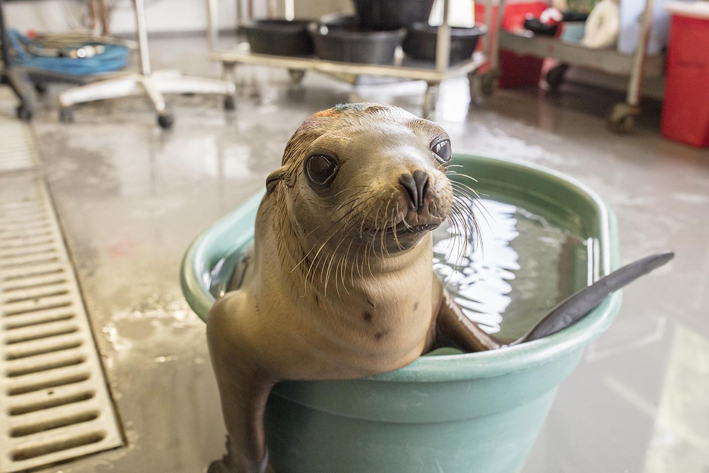 A rescued sea lion pup receives fluids in a warming pool at Channel Island Marine & Wildlife Institute in California. (Brenna Hernandez / Shedd Aquarium) 