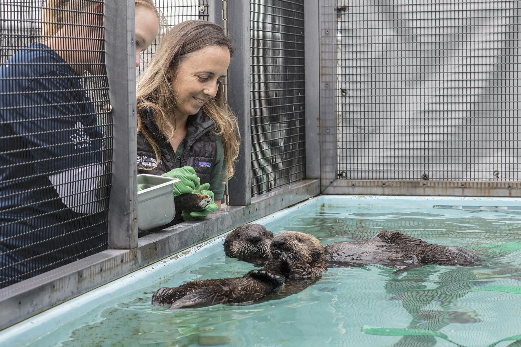 Shedd will continue to provide update on the development of two rescued sea otter pups. (Brenna Hernandez / Shedd Aquarium) 