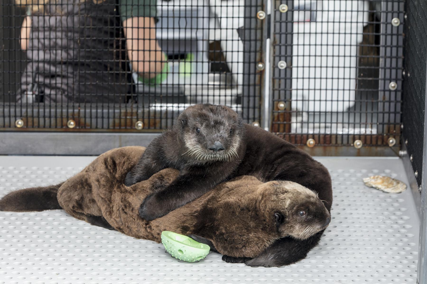 The newly arrived sea otter pups were deemed non-releasable by the U.S. Fish and Wildlife Service. (Brenna Hernandez / Shedd Aquarium) 