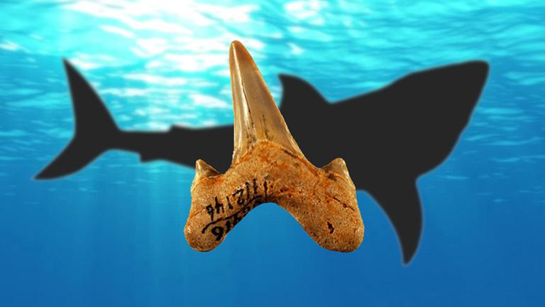 The discovery of a new shark species “tells just how little we still know about our ancient marine ecosystem,” said DePaul University professor Kenshu Shimada. (Kenshu Shimada / DePaul University)