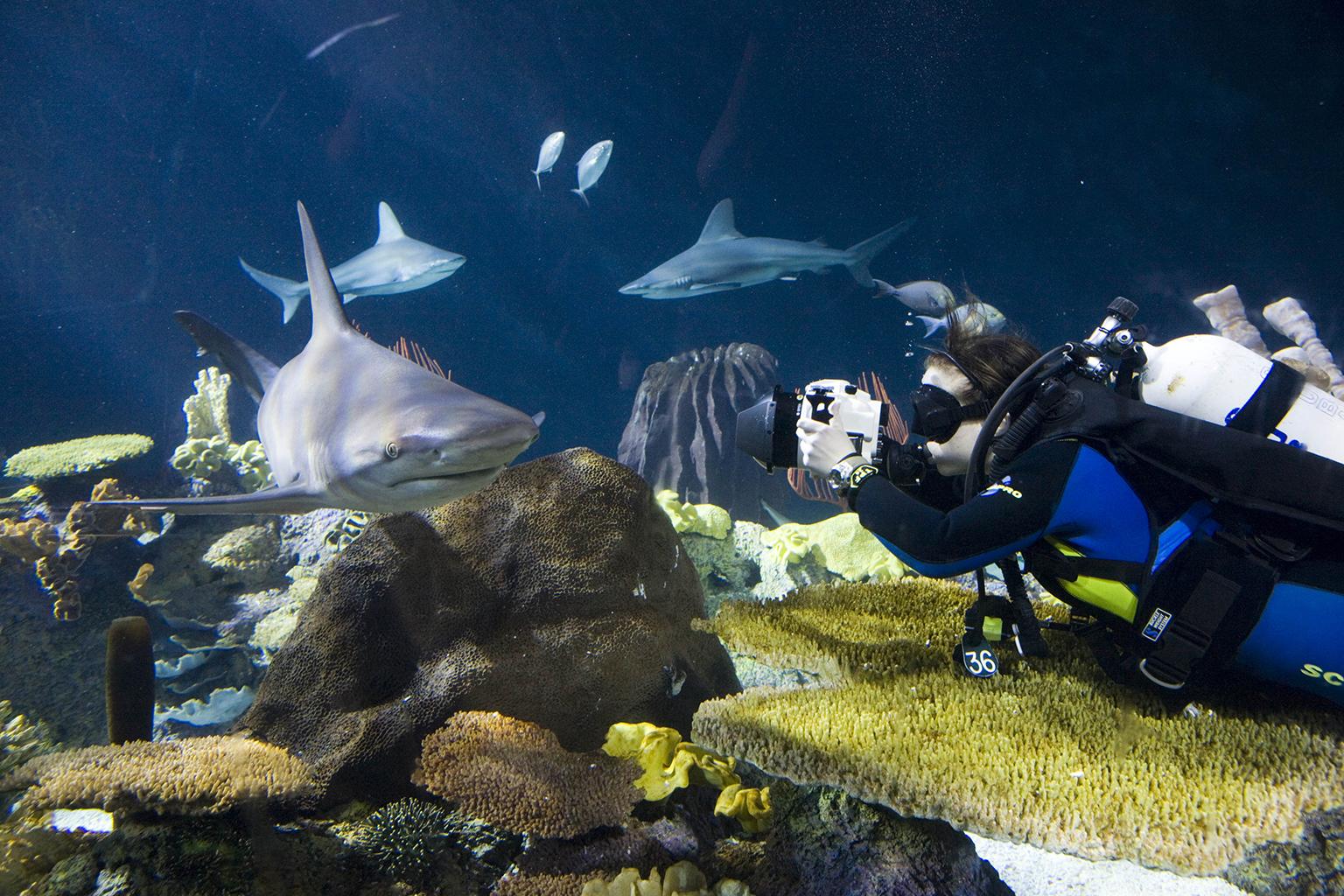 Shedd Aquarium's Brenna Hernandez photographs a sandbar shark in the aquarium's Wild Reef exhibit. (Courtesy Shedd Aquarium)