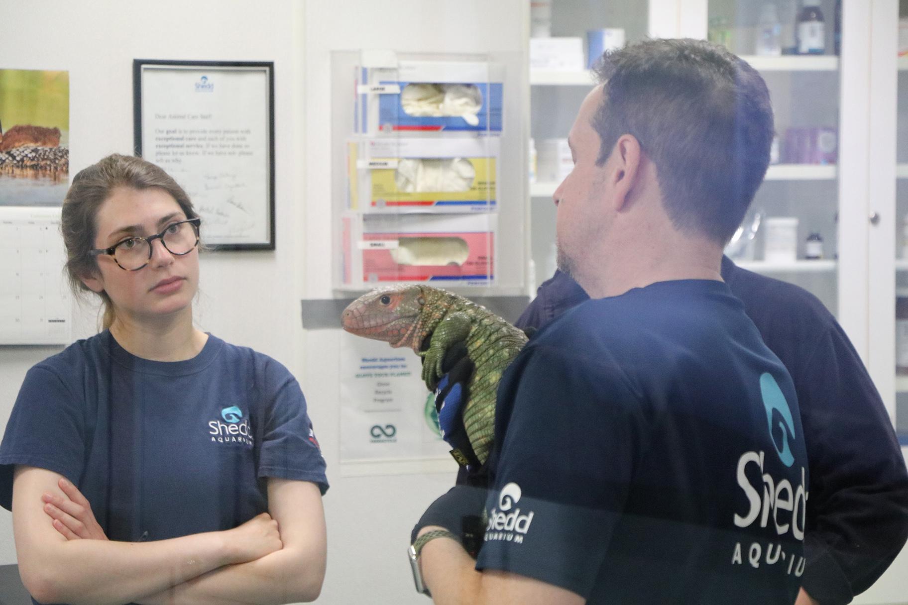 A caiman lizard undergoes a routine blood test at Shedd’s animal hospital. (Evan Garcia / WTTW News)