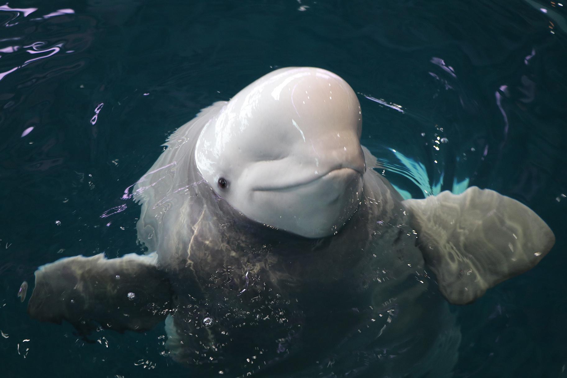 Mauyak, a Beluga whale, greets WTTW News inside Shedd’s oceanarium. At the time, she was pregnant. (Evan Garcia / WTTW News) 