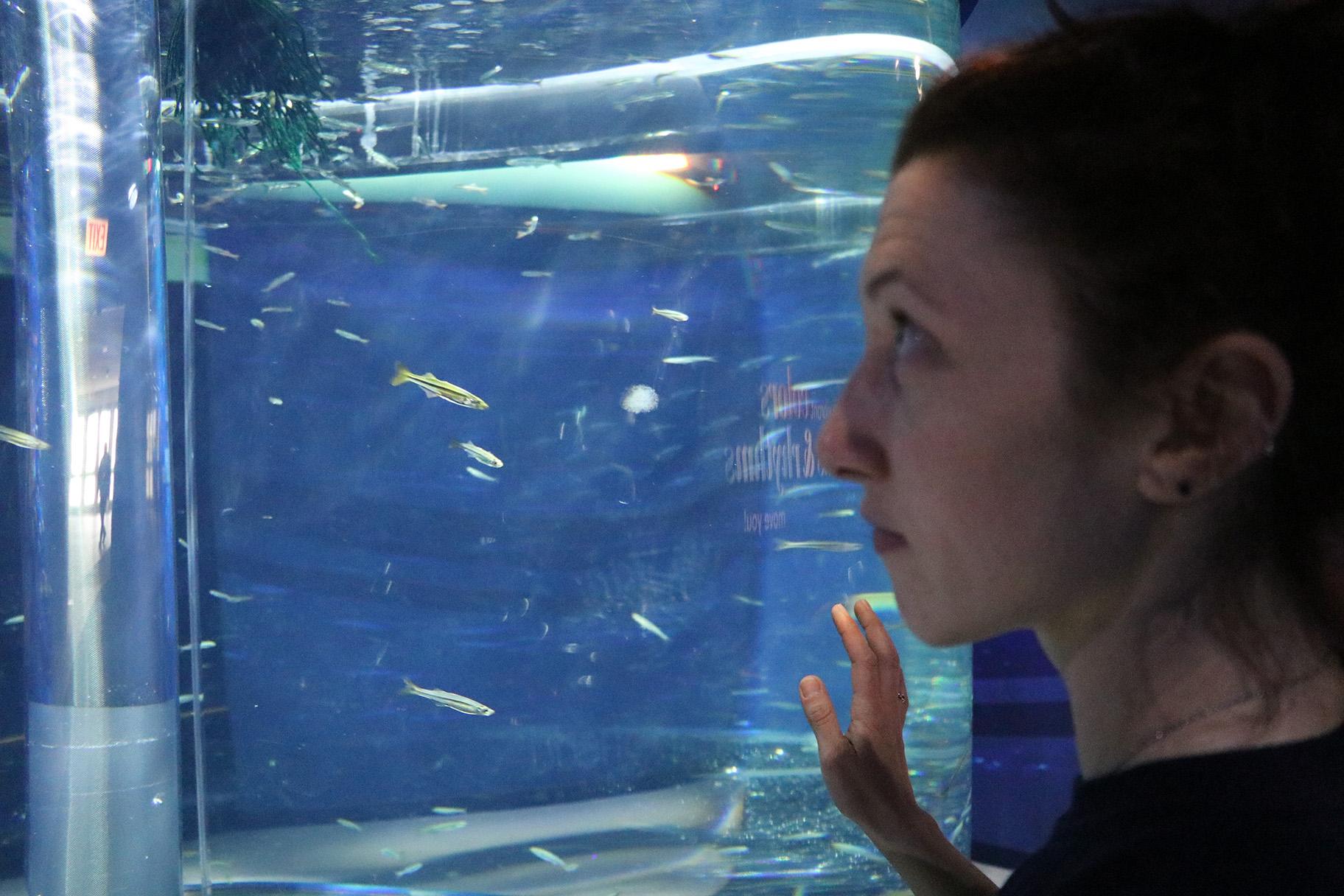 Senior aquarist Erika Moss observes silversides, schooling fish which attract many predators. (Evan Garcia / WTTW News)  