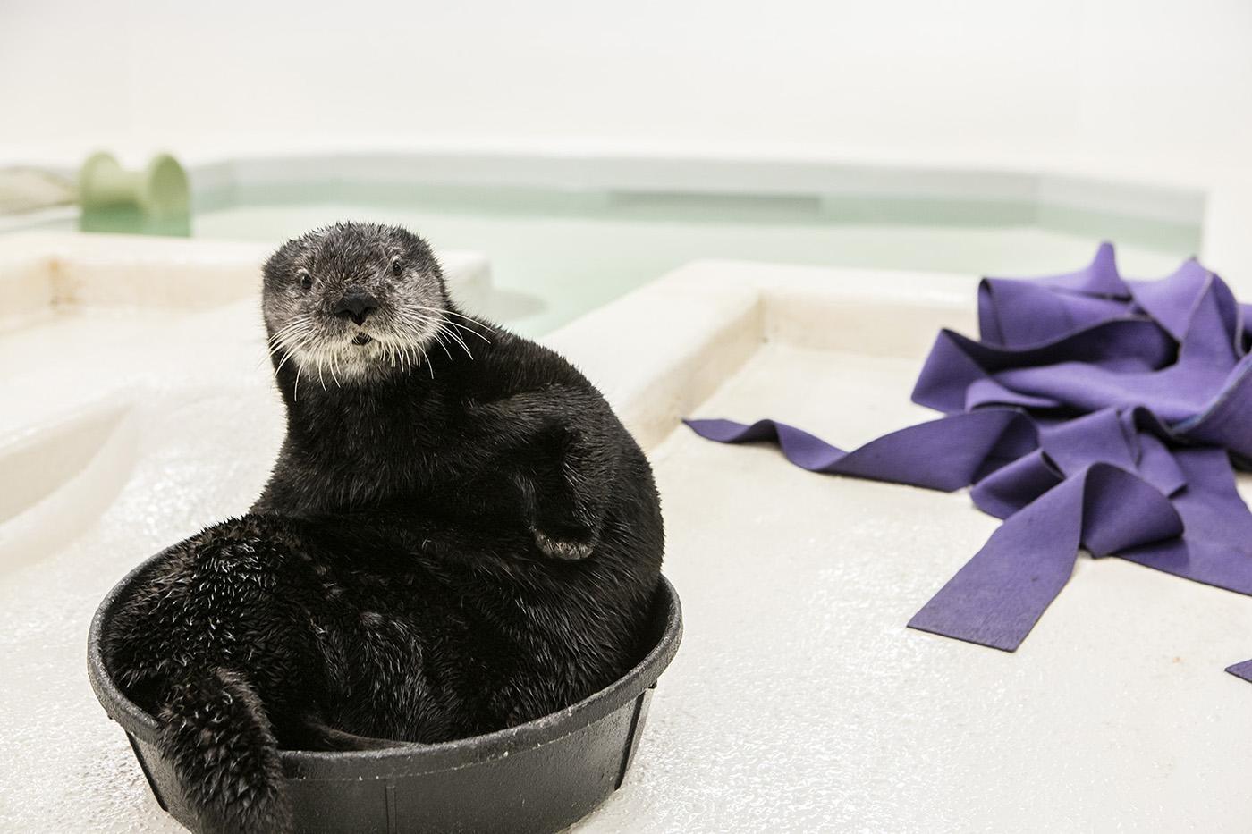 In 2014, Luna, one of the Shedd’s sea otters, was rescued off a California coast at just one week old. Wildlife officials believed she’d been separated by her mother and in “dire need” of food. (Courtesy Shedd Aquarium)