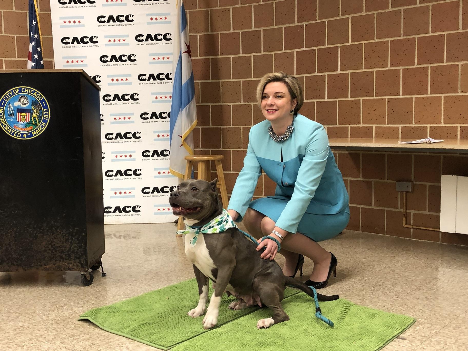 Chicago Animal Care and Control Executive Director Kelley Gandurski poses for a picture with Ashley, a 6-year-old stray dog available for adoption. (Alex Ruppenthal / WTTW) 
