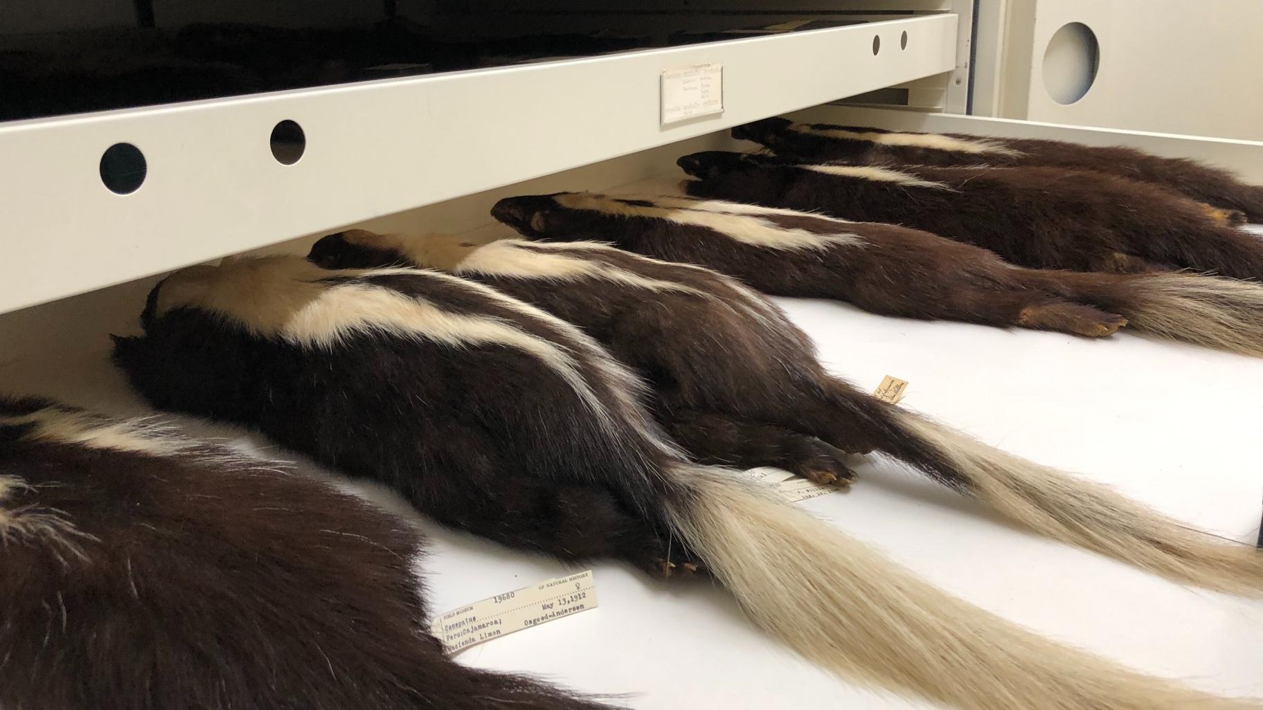 Skunks powerful scent spray is an excellent defense, but they have occasionally been hunted for their fur. Black strips have been used as fur trim, sometimes sold as "sable," Ferguson said. (Patty Wetli / WTTW News)