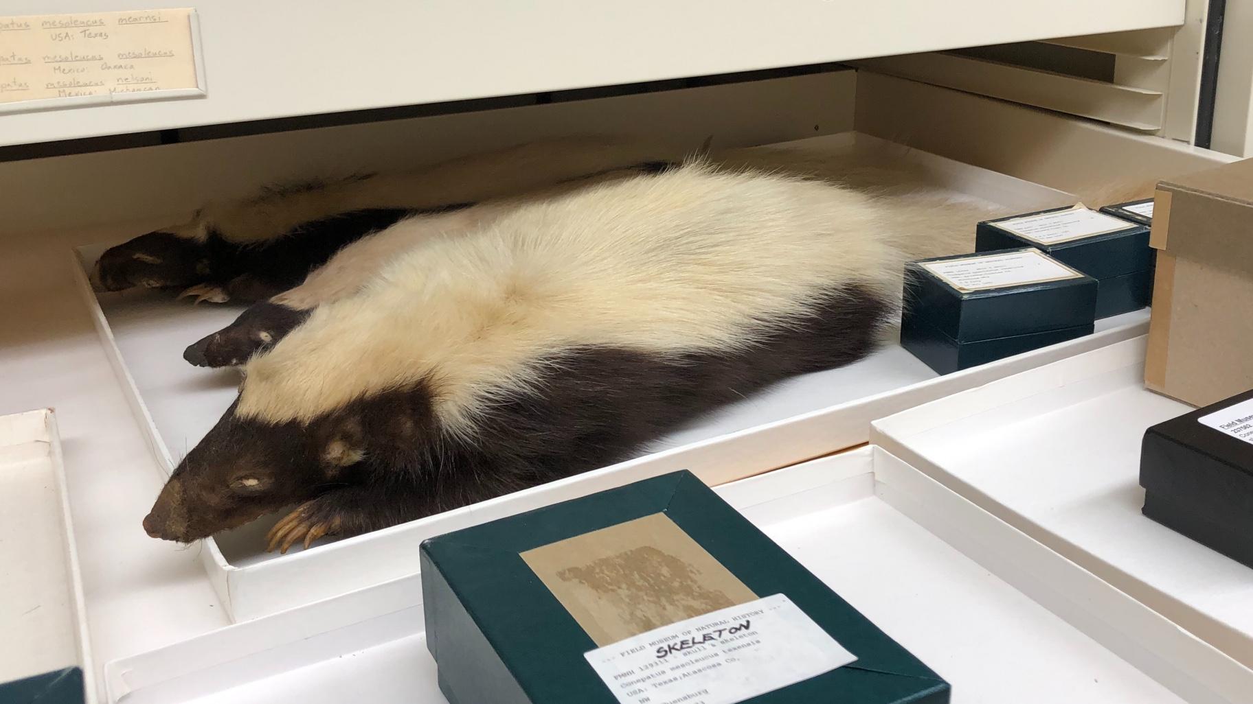 Hog-nose skunks, like the specimen seen here, have the most white and tend to be the largest of the skunk family. (Patty Wetli / WTTW News)