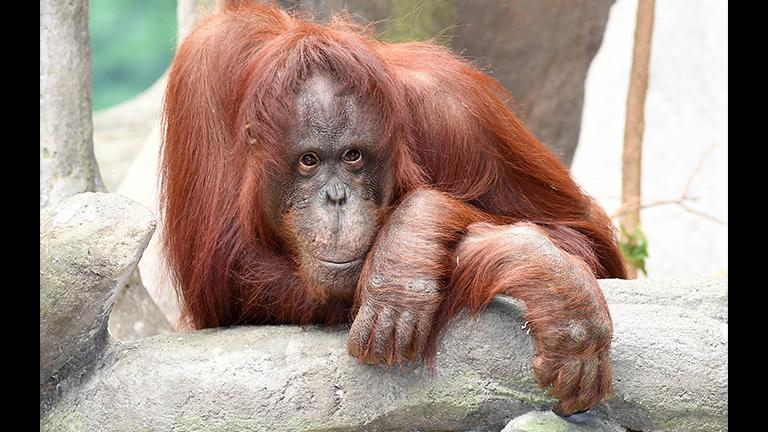 Sophia at the Brookfield Zoo. The conservation status of Bornean orangutans is exacerbated by their slow breeding: a female typically only gives birth to one offspring every eight years, according to Amy Roberts, Brookfield Zoo's curator of mammals. (Chicago Zoological Society)