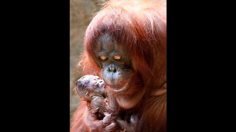 Sophia, a 35-year-old Bornean orangutan, gave birth to a female ape on Dec. 20. (Chicago Zoological Society)