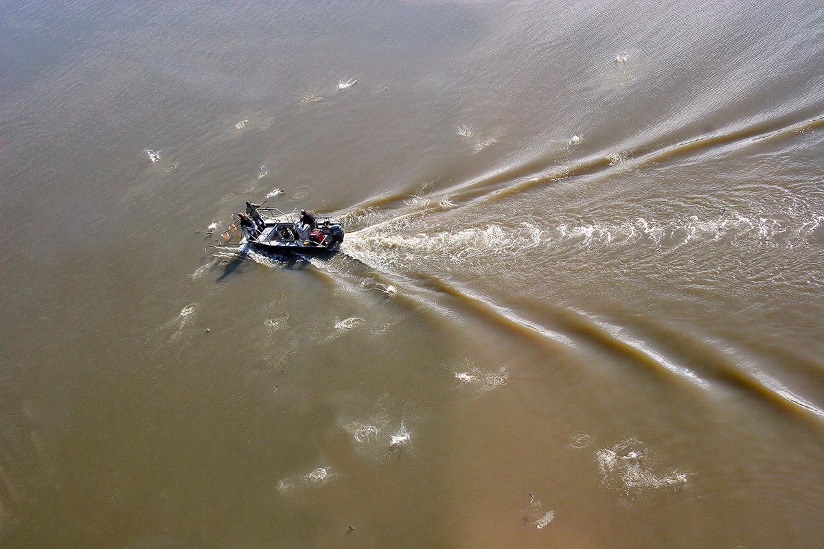 Researchers from the Illinois Natural History Survey have surveyed fish in the Illinois River since 1957. Here, the team uses electricity to stun the fish for capture. (Aaron Yetter / Illinois Natural History Survey)