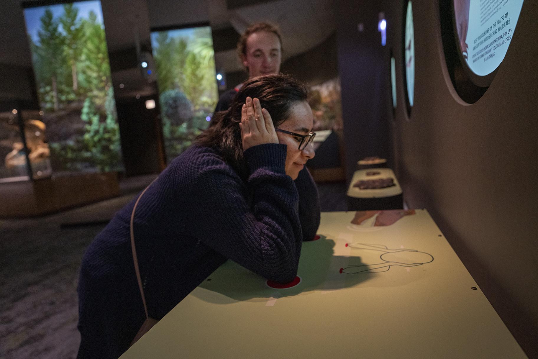 Bone conduction technology lets visitors hear and feel Sue the T. Rex’s subsonic rumble. (Martin Baumgaertner / Field Museum)