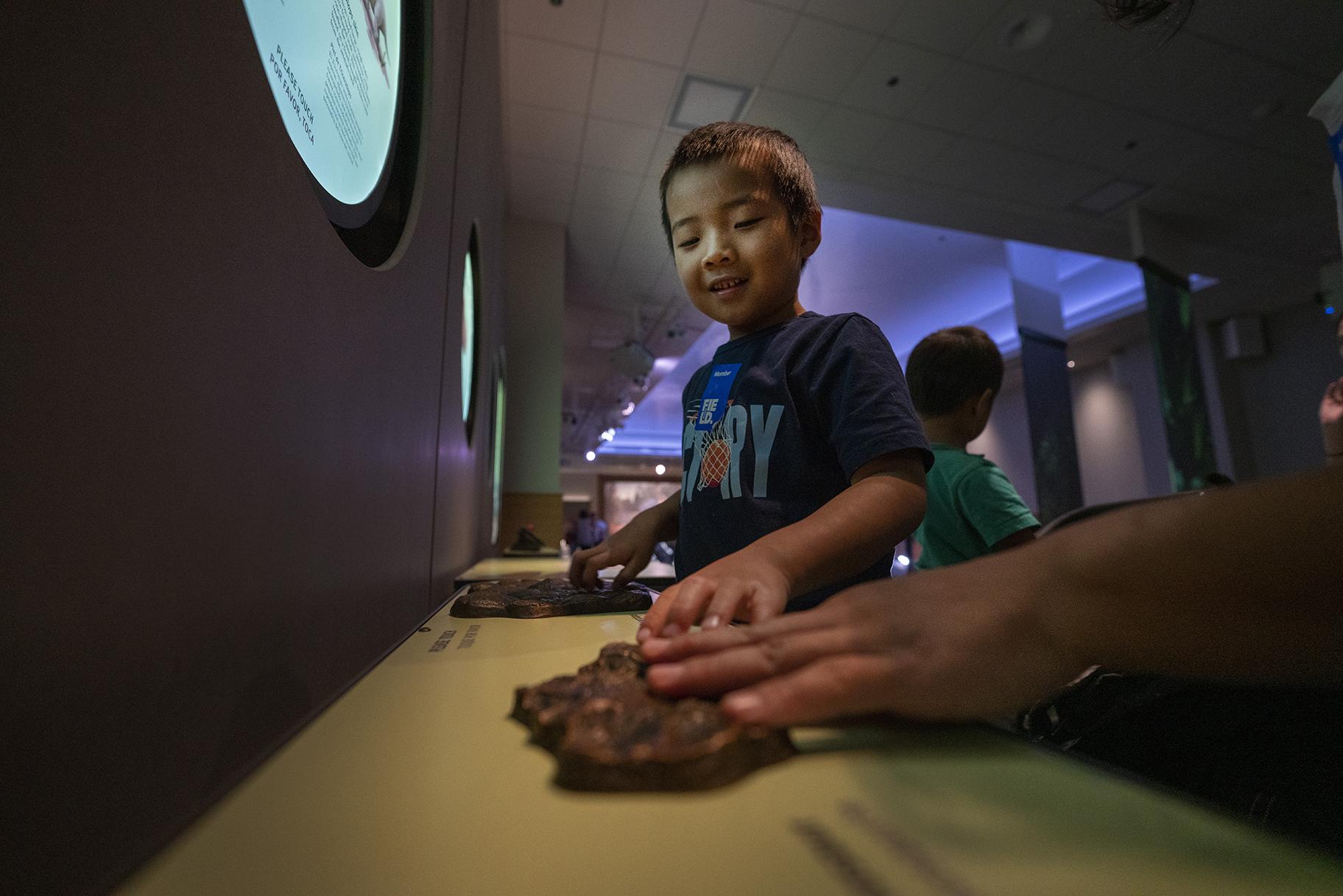 Visitors can feel how the skin textures of various dinosaurs – including the T. Rex and Triceratops – differed as part of new multisensory stations at the Field Museum. (Martin Baumgaertner / Field Museum)