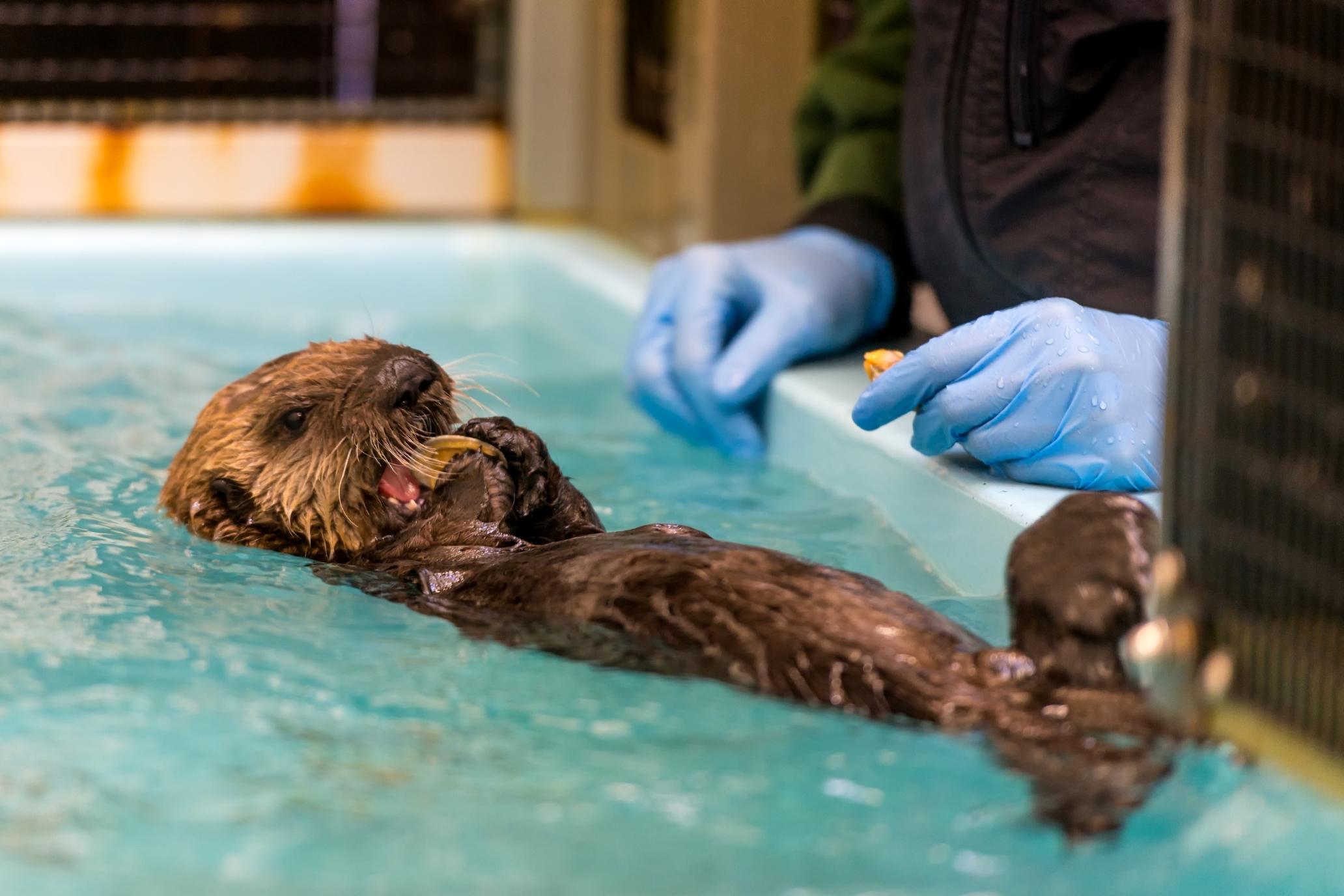 Rescued Baby Sea Otter Finds Home at Shedd Aquarium ...