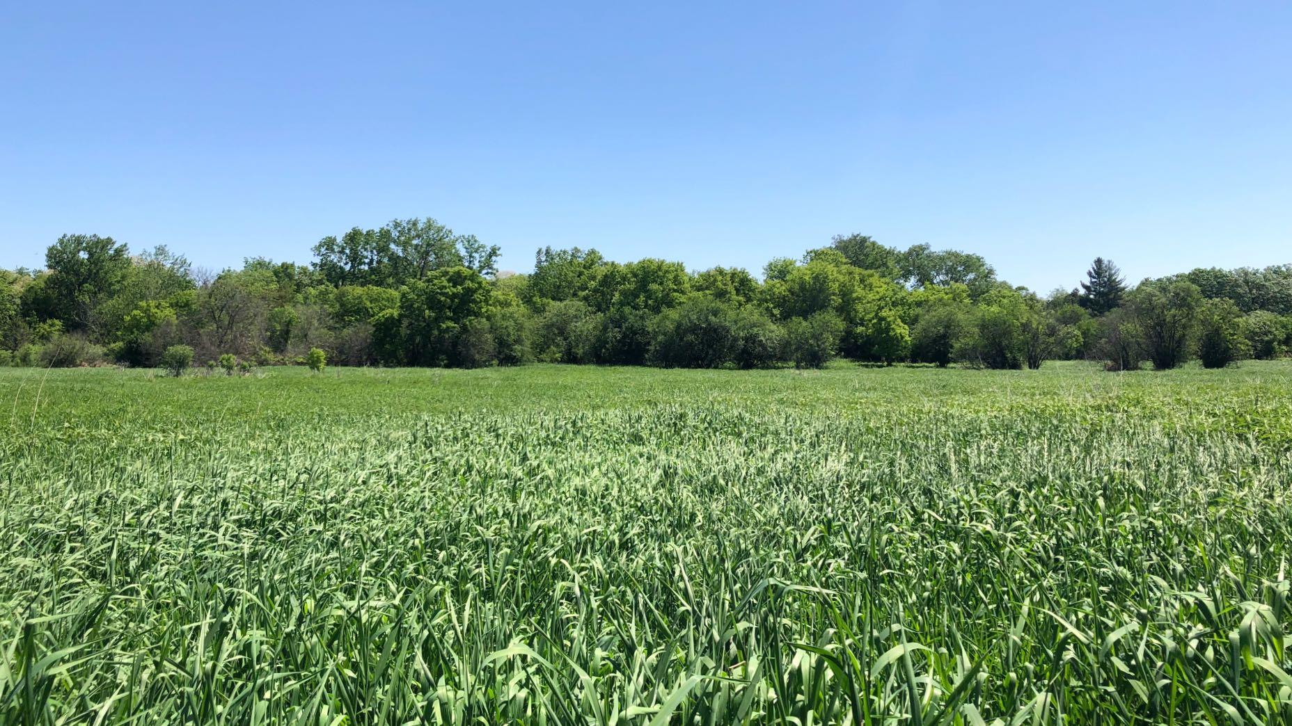 Thompson Road Farm: sea of reed grass. (Patty Wetli / WTTW News)