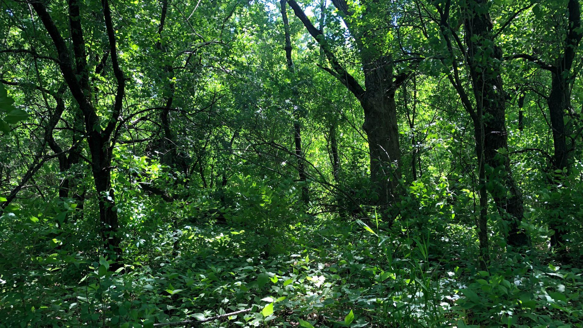 Thompson Road Farm: The woods are overgrown with invasive species. (Patty Wetli / WTTW News)