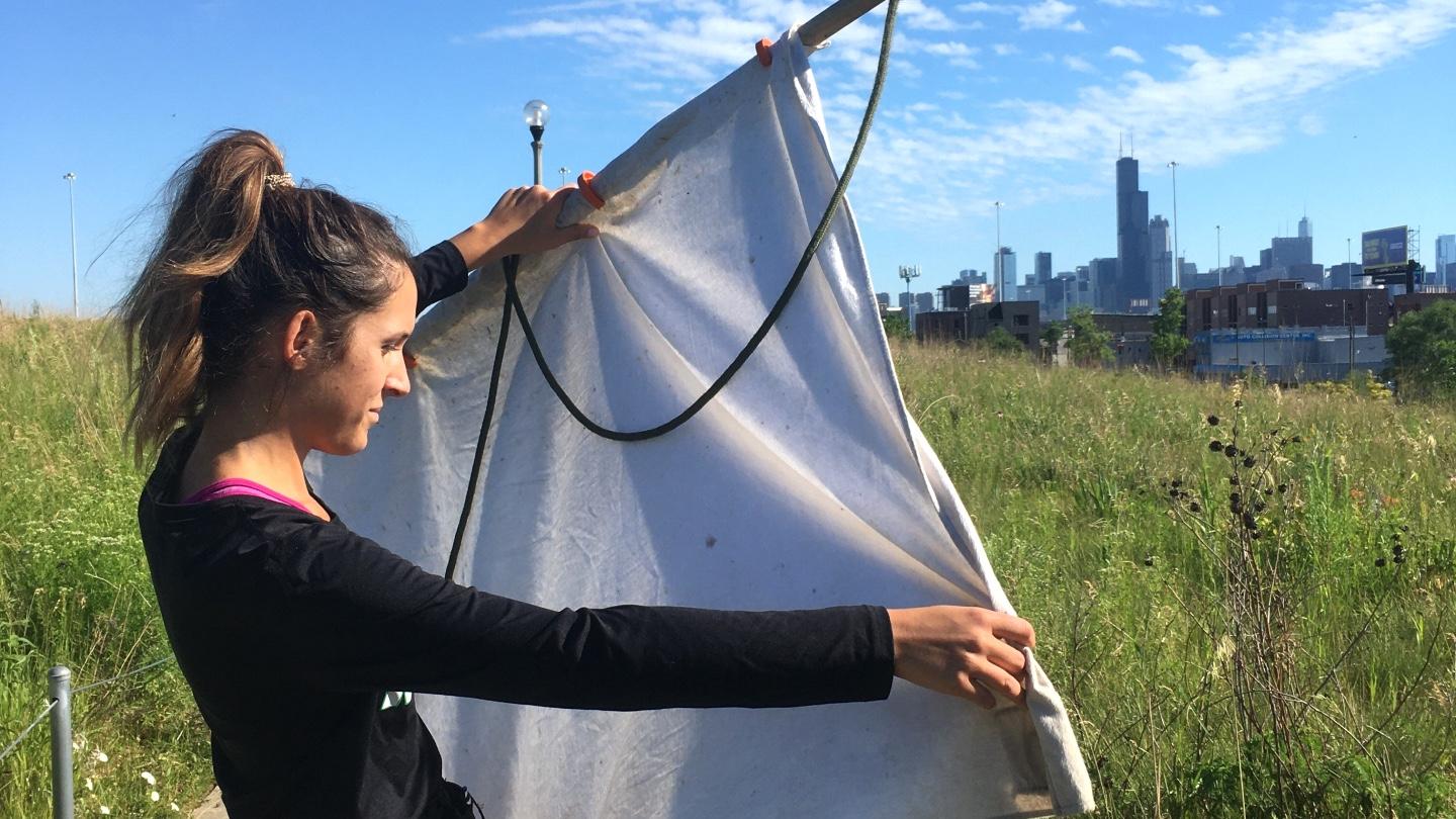 Researchers from Lincoln Park Zoo use drag cloths to hunt for ticks. And yes, they've found them in Chicago parks. (Courtesy of Lincoln Park Zoo)