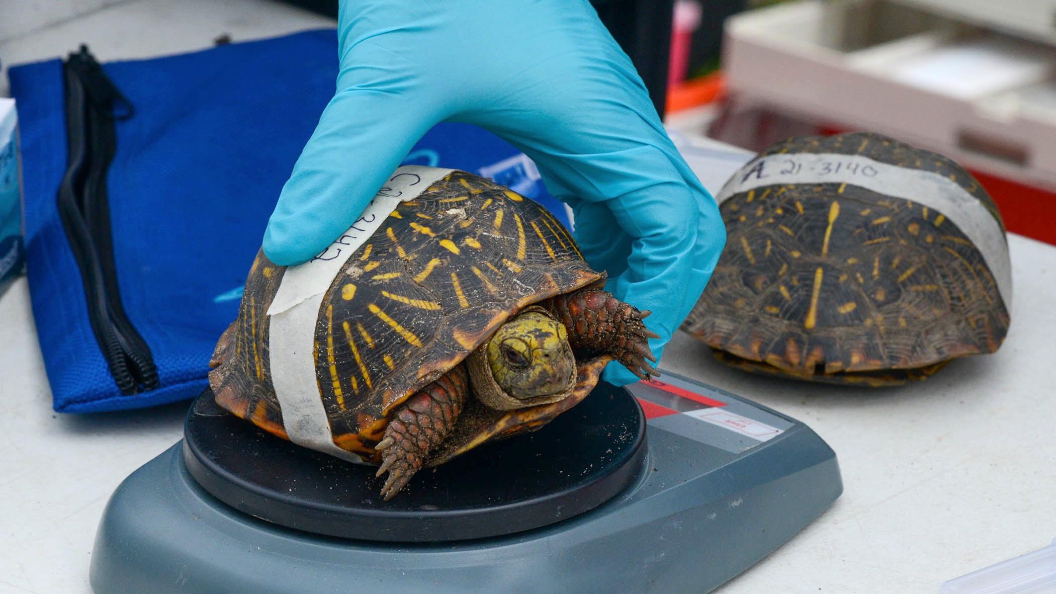 An ornate box turtle being weighed during a health examination. (Cathy Bazzoni / Chicago Zoological Society-Brookfield Zoo)
