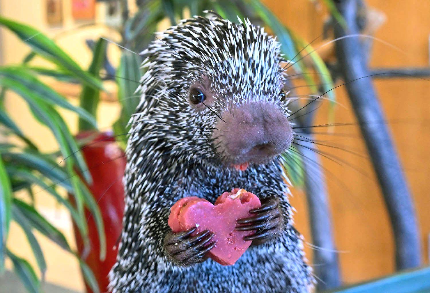 PJ, 10-month-old prehensile-tailed porcupine, has stolen our hearts. (Jim Schulz / CZS-Brookfield Zoo)