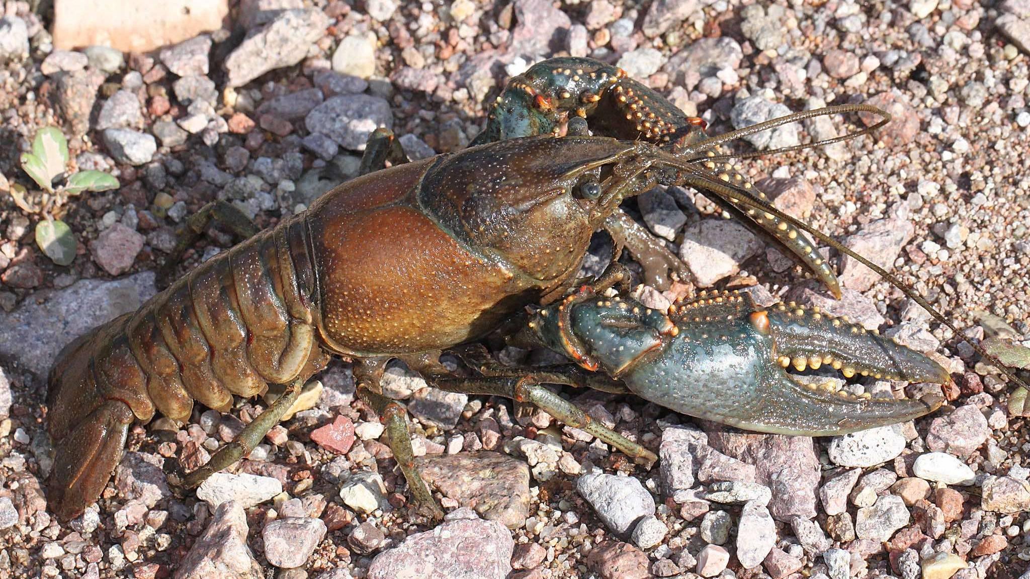 The virile crayfish (aka, northern crayfish) is native to Illinois. (Flickr Creative Commons)