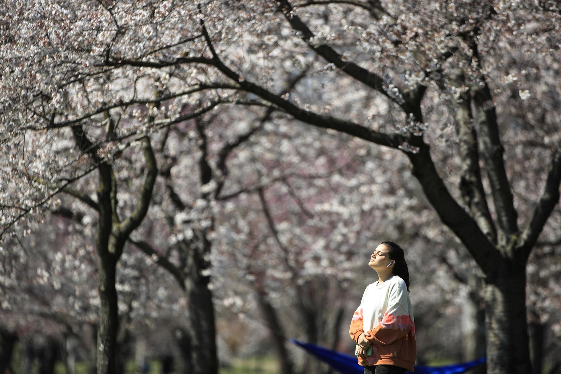 In this March 26, 2020, photo, a person takes in the afternoon sun amongst the cherry blossoms along Kelly Drive in Philadelphia. (AP Photo / Matt Rourke)