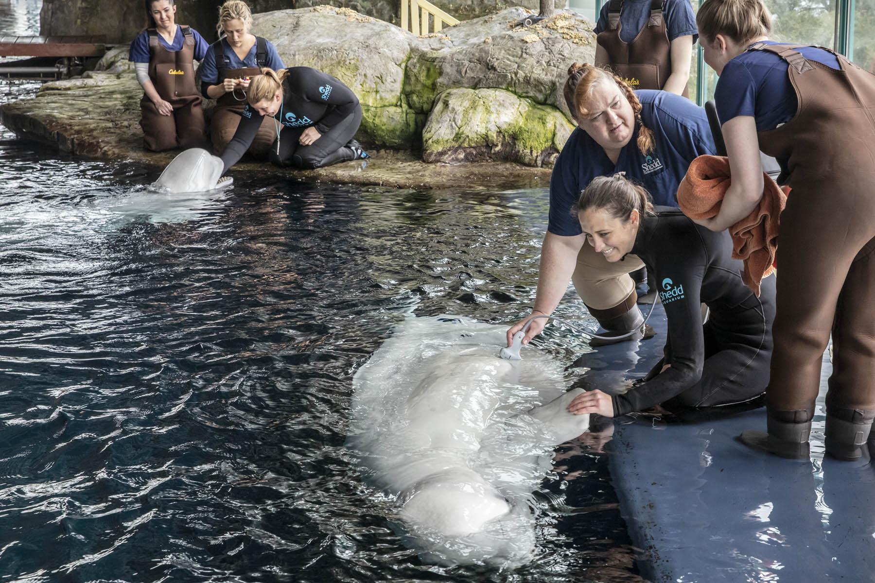 Earlier this year, Shedd Aquarium’s veterinary team performed a routine ultrasound on Mauyak, a 38-year-old beluga whale, to check in on her developing calf. (Brenna Hernandez / Shedd Aquarium)