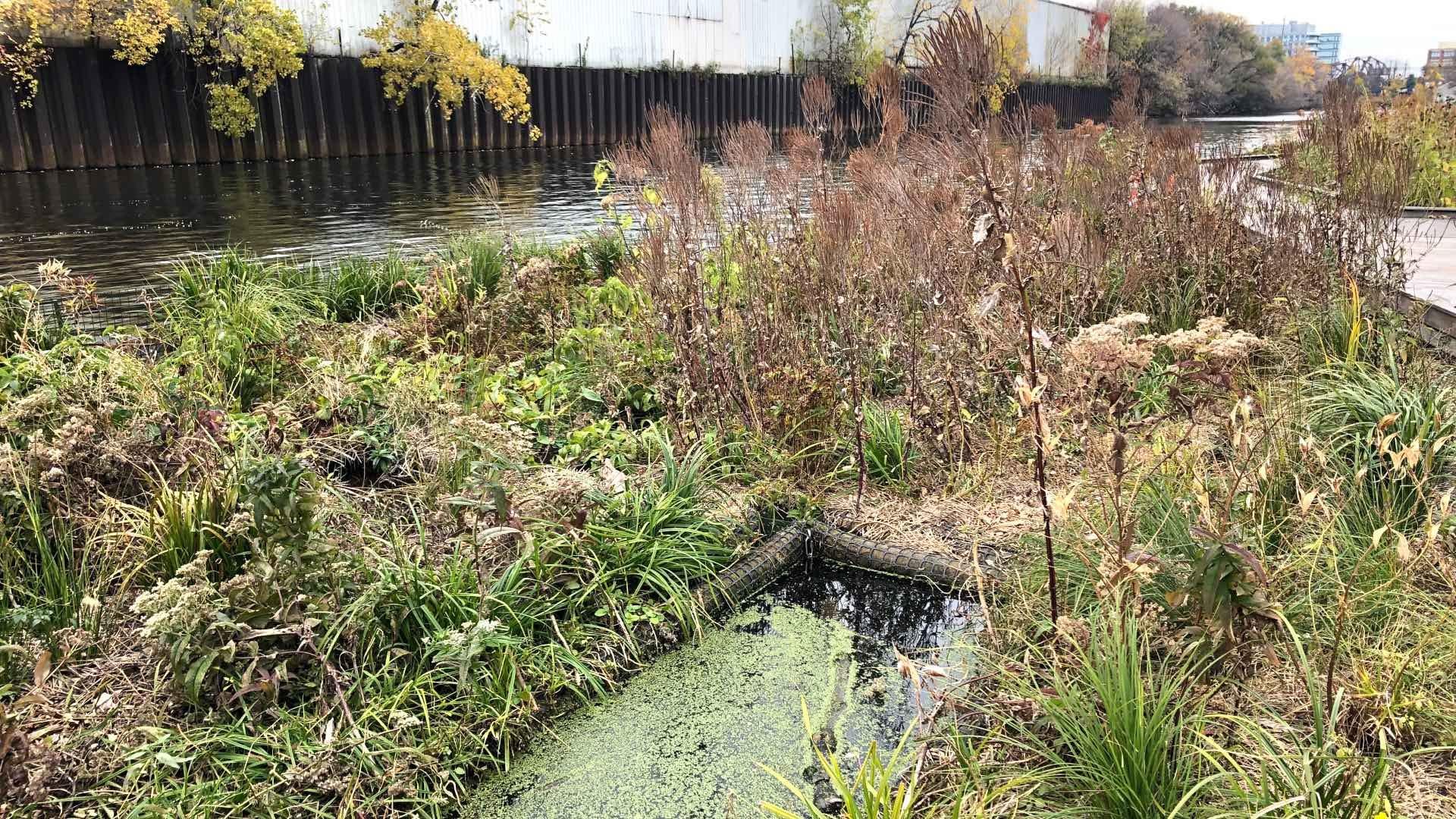 Once plants mature, the floating wetlands in the South Branch will resemble the Wild Mile on the North Branch, pictured. (Patty Wetli / WTTW News)