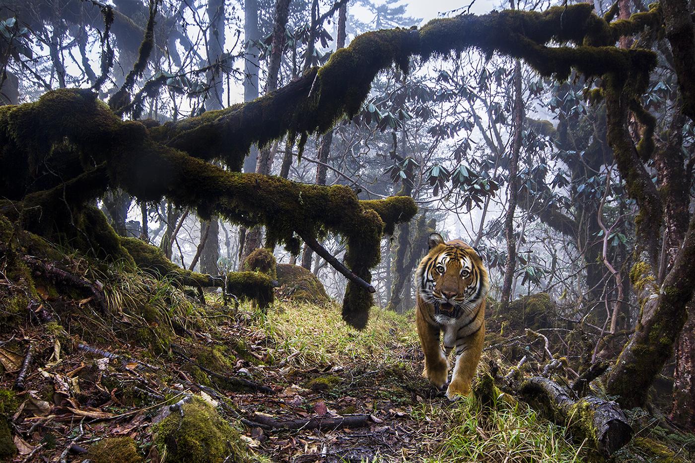 To capture this shot, photographer Emmanuel Rondeau set up eight triggered cameras in the Trongsa District of the Kingdom of Bhutan. Working with local rangers, he chose locations known to see tigers passing through. (© Emmanuel Rondeau, France)