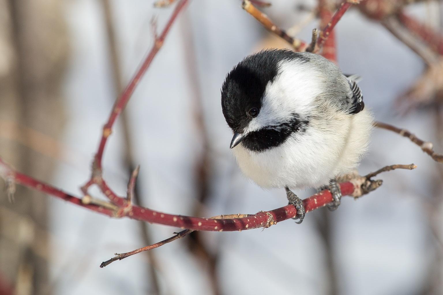 A black-capped chickadee (David A. Mitchell / Flickr)